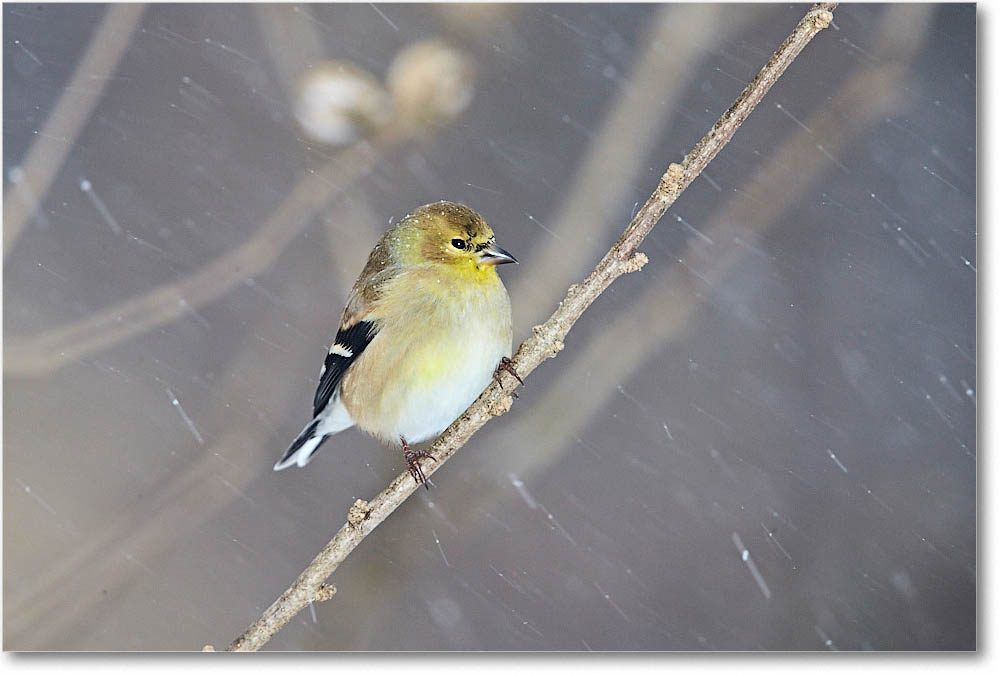 Goldfinch_Virginia_2016Jan_1DXA2940 copy