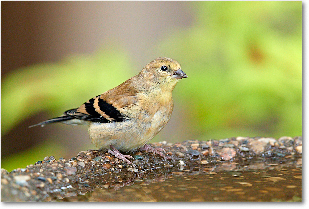 Goldfinch_Virginia_2016September_3DXA2550 copy