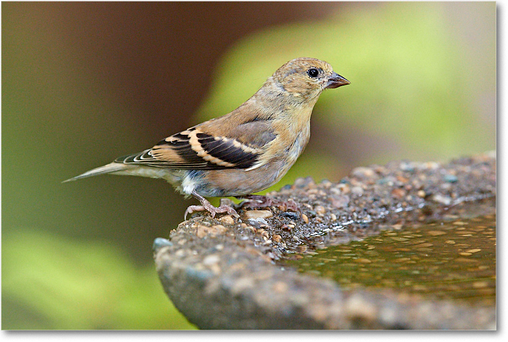 Goldfinch_Virginia_2016September_3DXA2578 copy