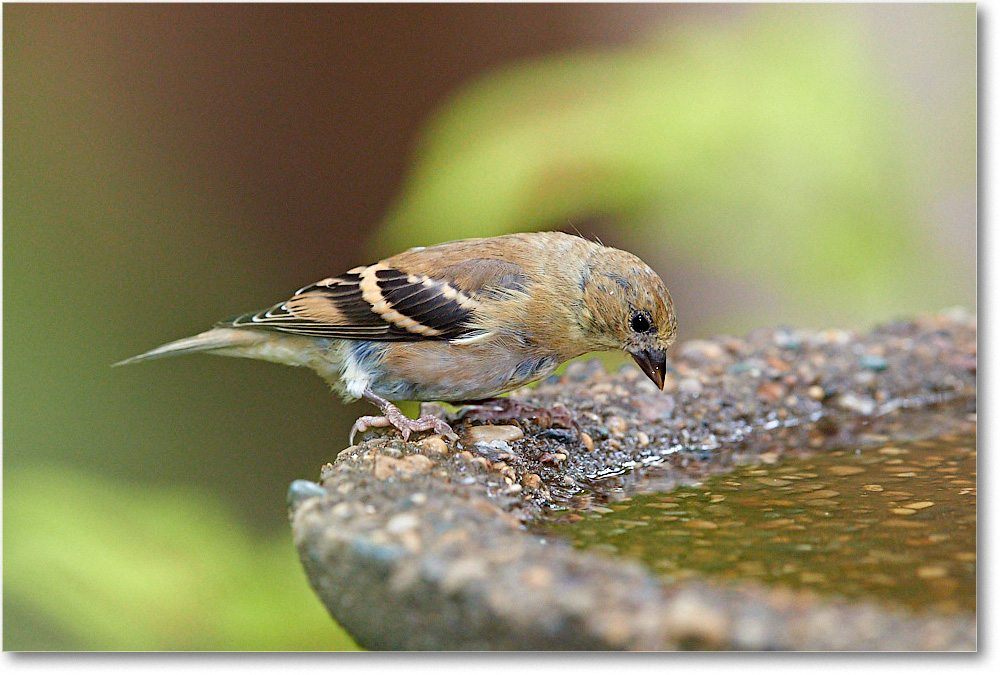 Goldfinch_Virginia_2016September_3DXA2580 copy