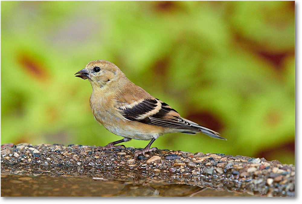 Goldfinch_Virginia_2016September_3DXA2707 copy