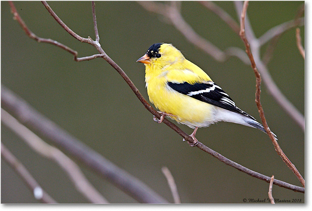 Goldfinch_Virginia_2018Apr_3DXA4689 copy