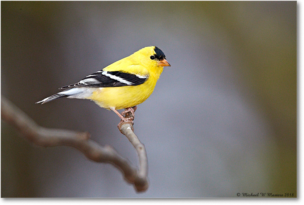 Goldfinch_Virginia_2018Apr_3DXA4692 copy