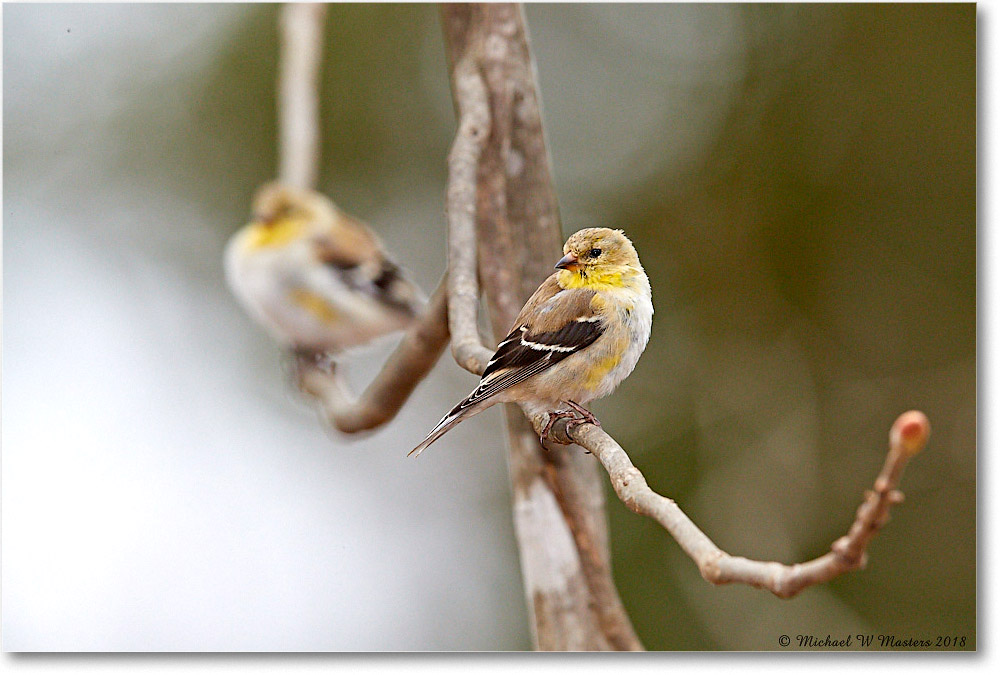 Goldfinch_Virginia_2018Apr_3DXA4707 copy