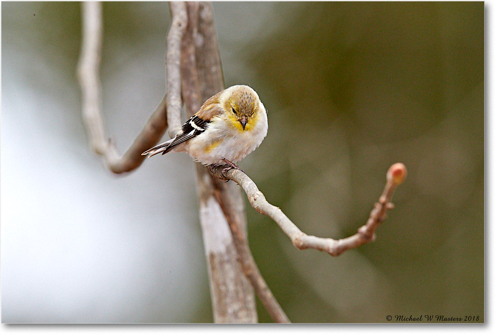 Goldfinch_Virginia_2018Apr_3DXA4714 copy