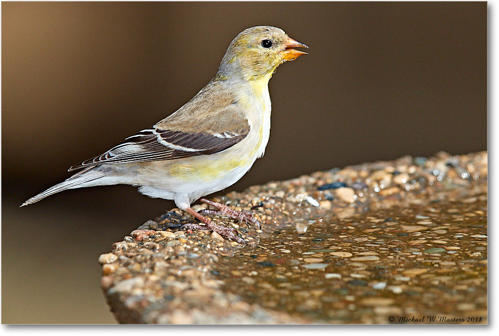 Goldfinch_Virginia_2018Apr_3DXA4747 copy