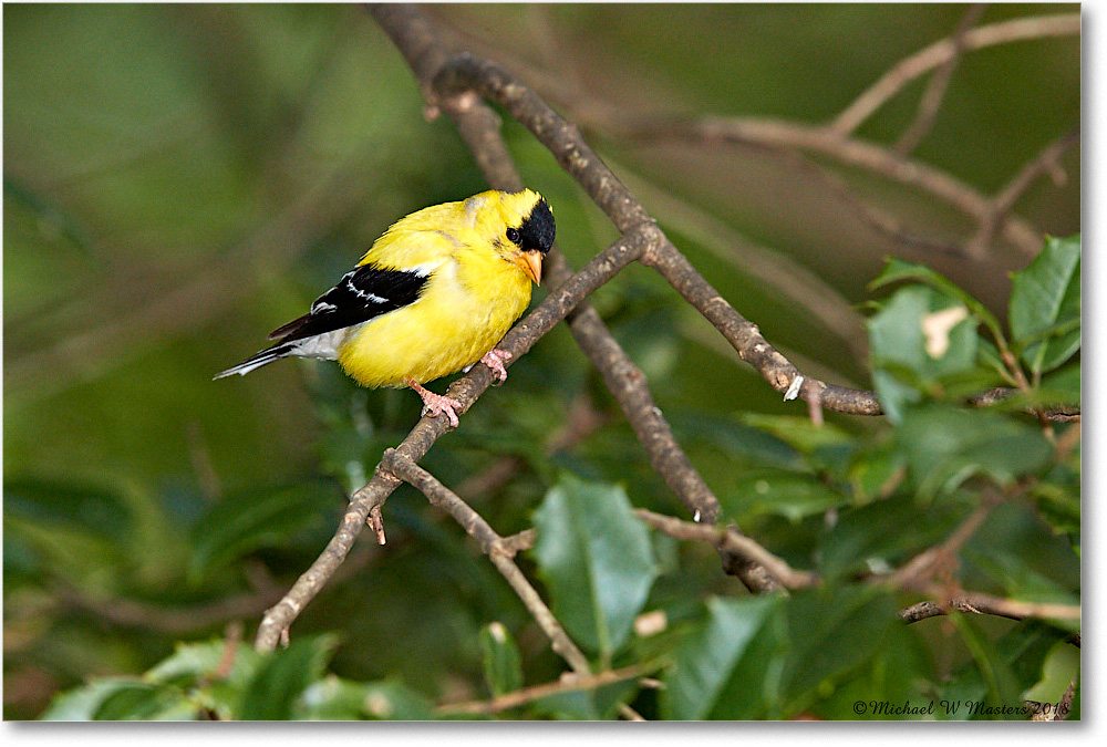 Goldfinch_Virginia_2018Aug_3DXA1853 copy