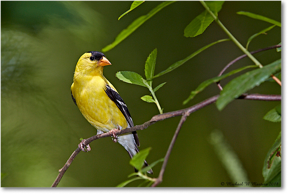 Goldfinch_Virginia_2018Jul_3DXA1663 copy