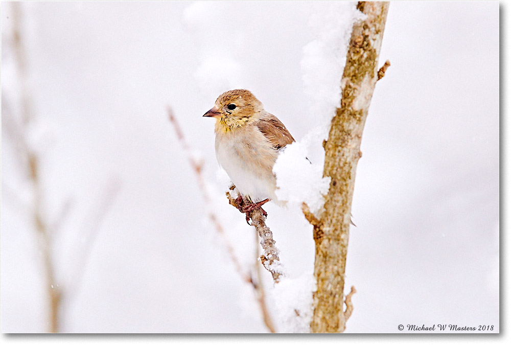 Goldfinch_Virginia_2018Mar_3DXA4447 copy