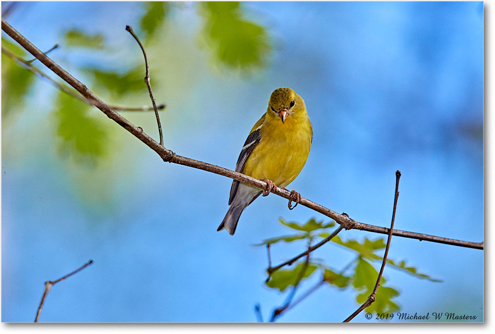 Goldfinch_Virginia_2019Apr_3DXA2572 copy