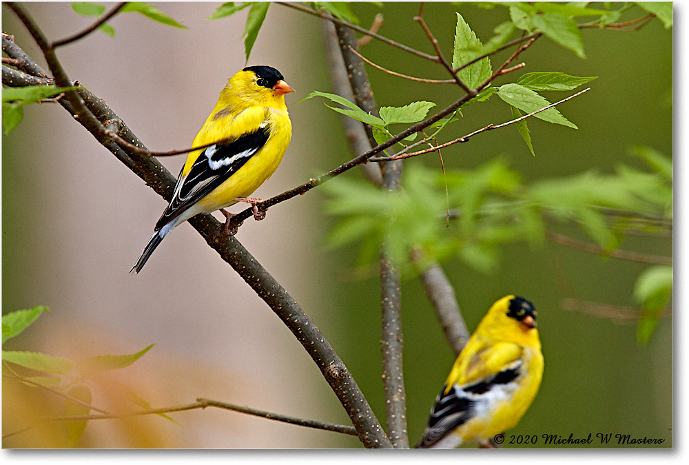 Goldfinch_Virginia_2020Apr_3DXA3865 copy