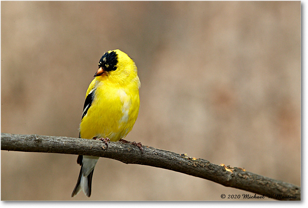 Goldfinch_Virginia_2020Apr_3DXA3872 copy