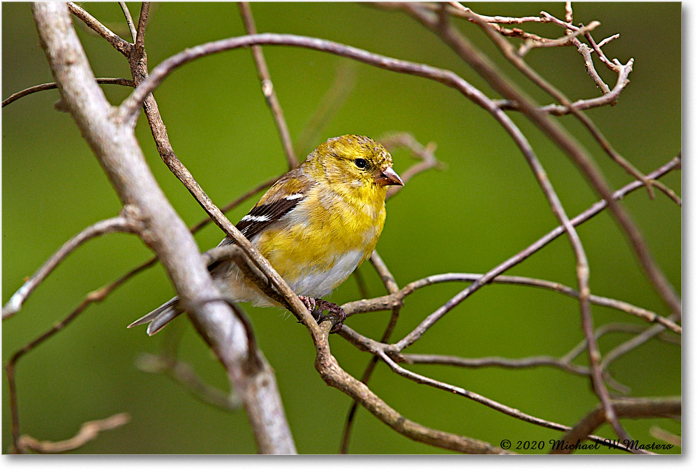 Goldfinch_Virginia_2020Apr_3DXA3892 copy