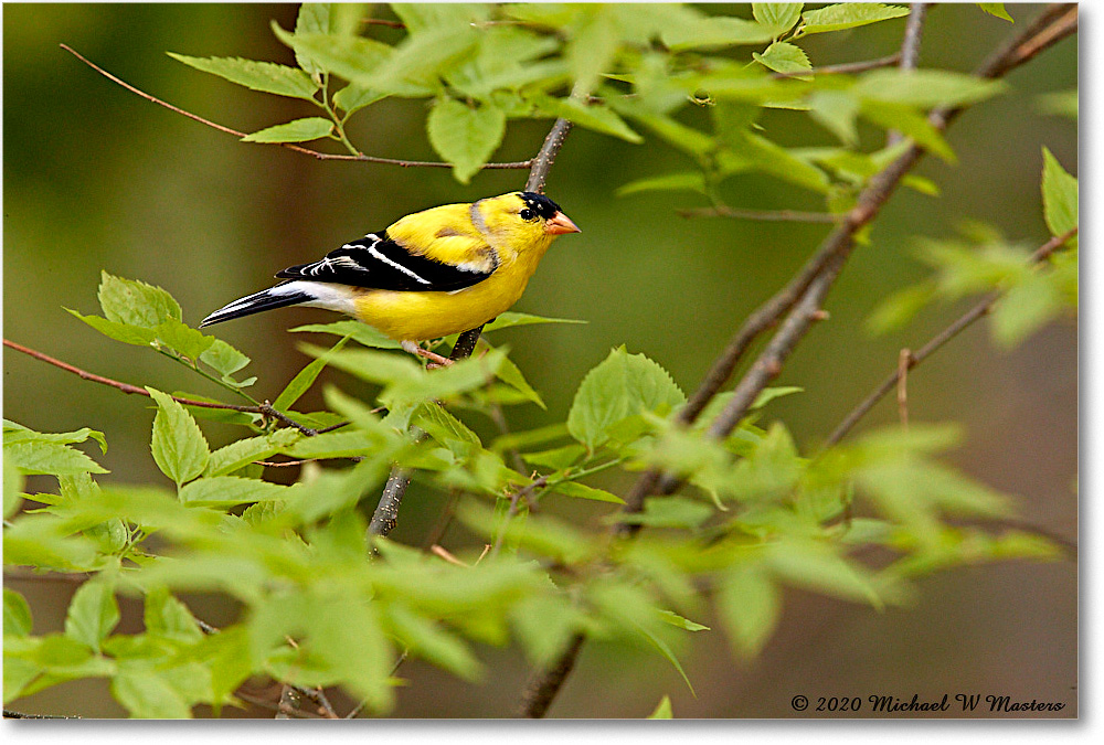 Goldfinch_Virginia_2020Apr_3DXA3949 copy