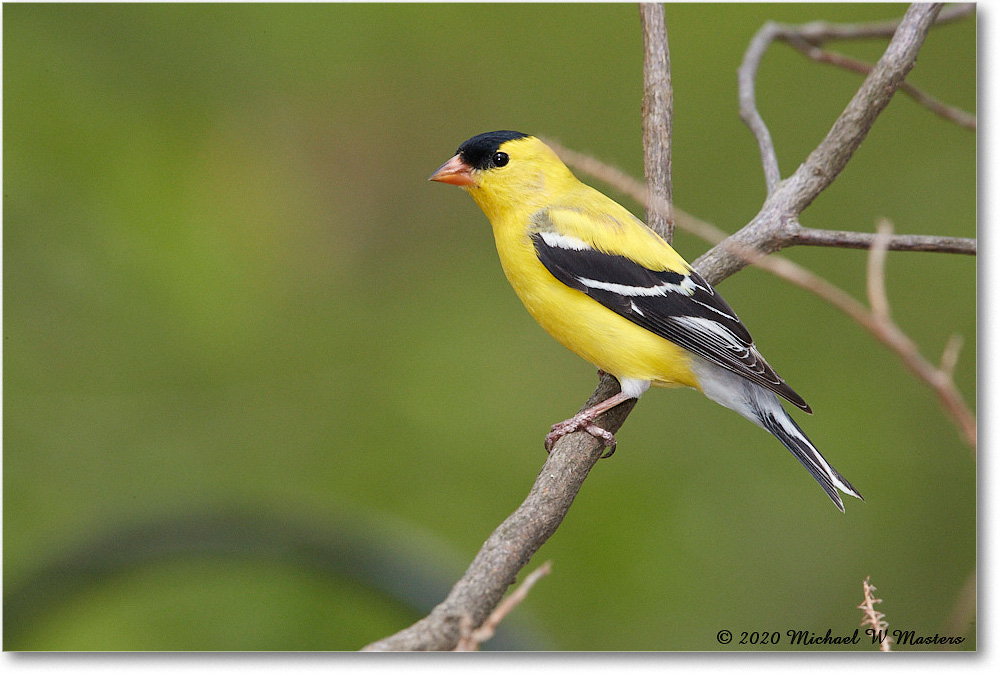 Goldfinch_Virginia_2020Apr_3DXA3968 copy