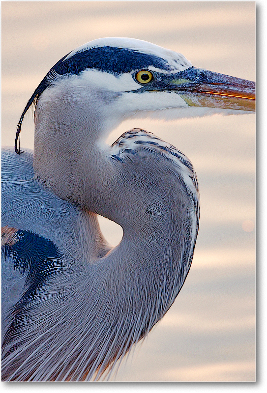 GreatBlueHeron-MerrittNWR-2011Feb_S3A4664