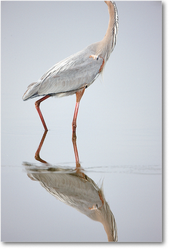 GreatBlueHeron-MerrittNWR-2011Feb_S3A4738