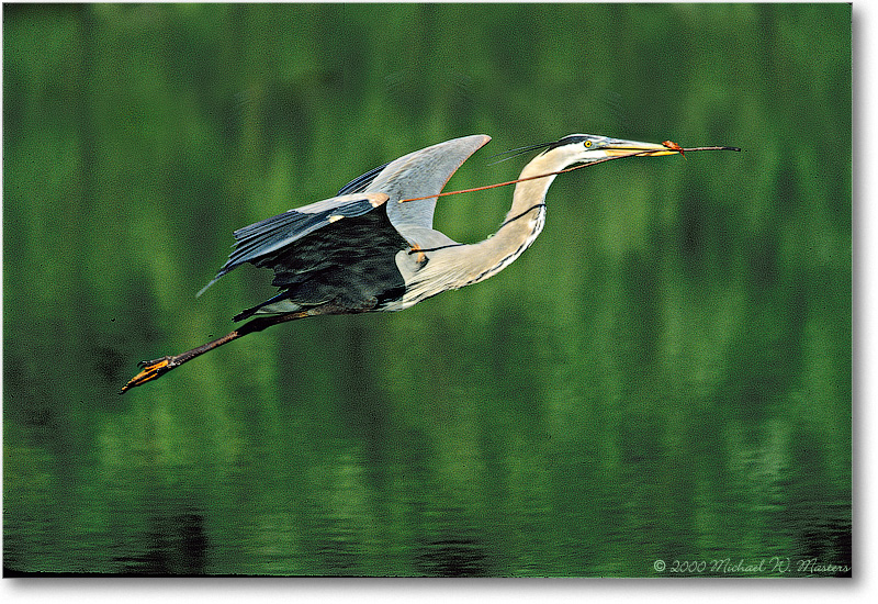 GreatBlueHeron-VeniceFL-2000Mar-29H18