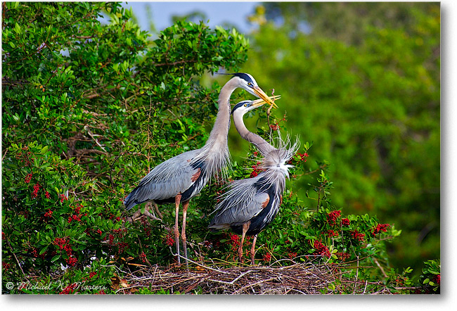 GreatBlueHeronNesting-VeniceFL-Y2F6643