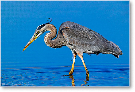 GreatBlueHeronWading-ChincoNWR- WLL-1FFT8275