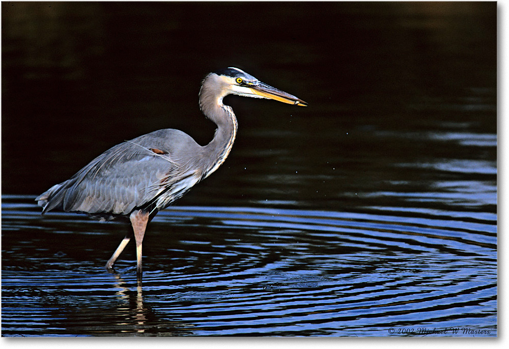 GreatBlueHeron_ChincoNWR-EA_2002Nov_F21 copy