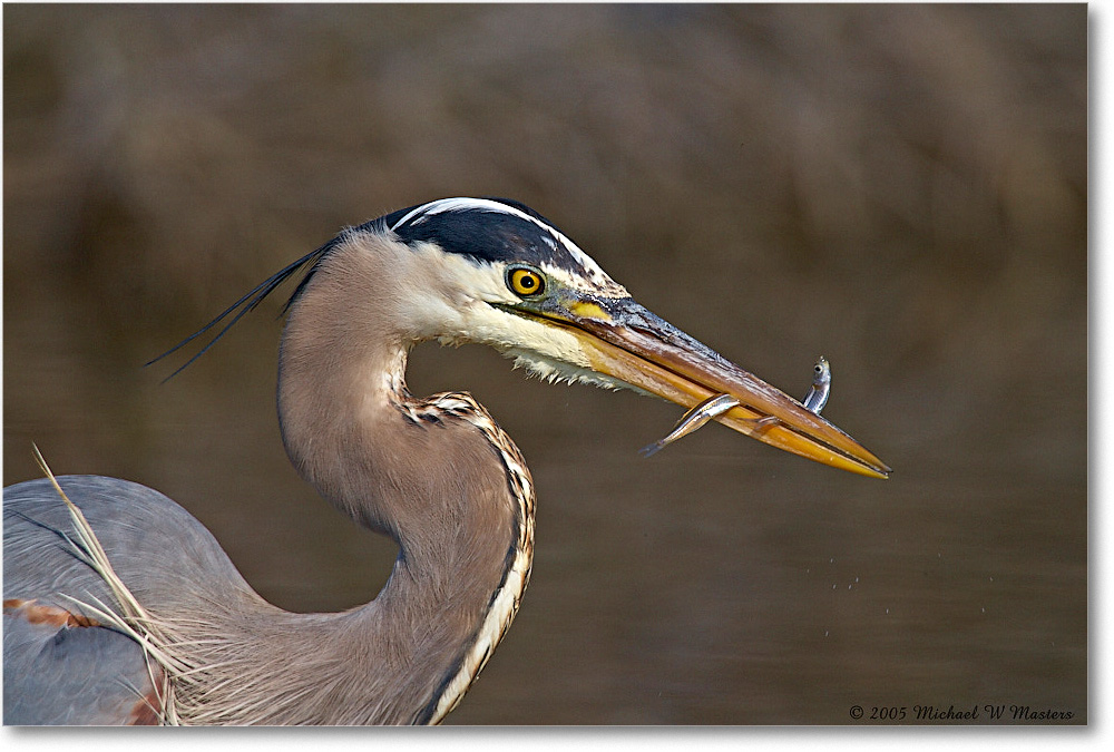 GreatBlueHeron_ChincoNWR-EA_2005Mar_E0K1966 copy