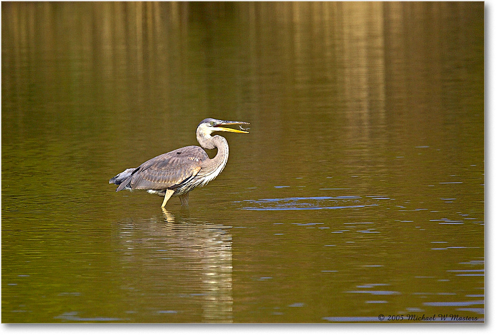 GreatBlueHeron_ChincoNWR-EA_2005Mar_Y2F3695 copy