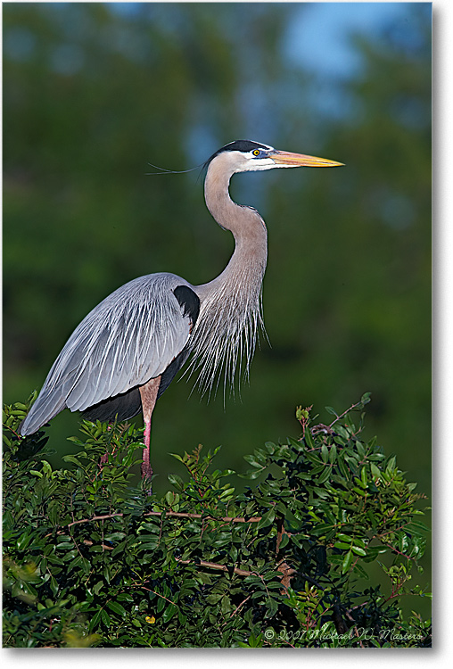 GreatBlueHeron_VeniceFL_08Jan_1Ds2_E0K6883