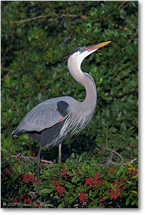 GreatBlueHeron_VeniceFL_08Jan_1Ds2_E0K6902