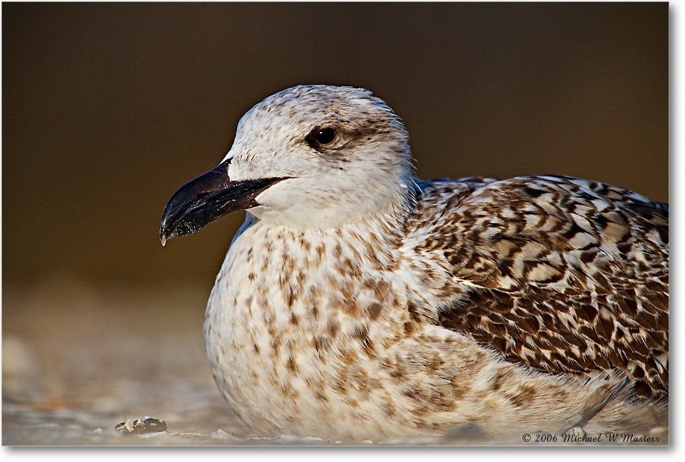 BlackbackGullJuv_Assateague_2006Nov_E0K9190 copy