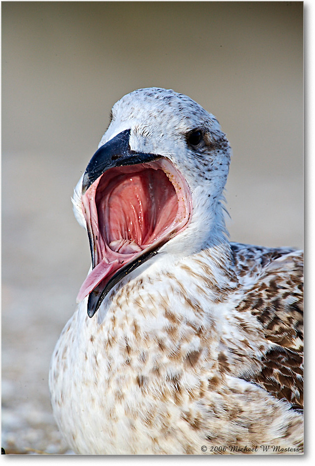 BlackbackGullJuv_Assateague_2006Nov_E0K9367 copy