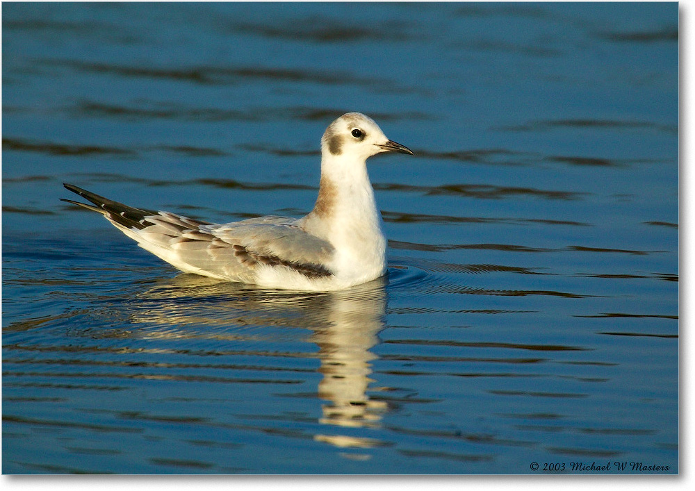 BonapartesGull_ChincoNWR_2003Oct_1FFT2589 copy