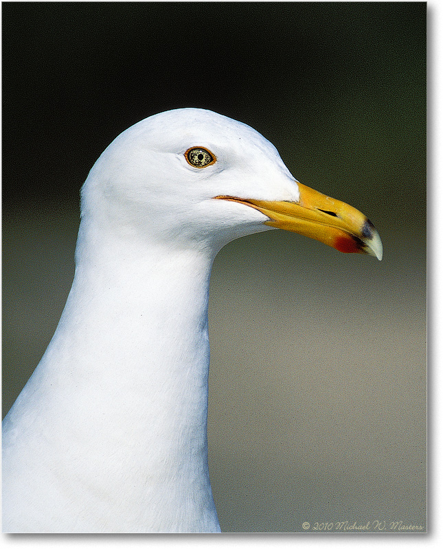 GreaterBlack-BackedGull_Assateague_2002Jun_001-33H-V80