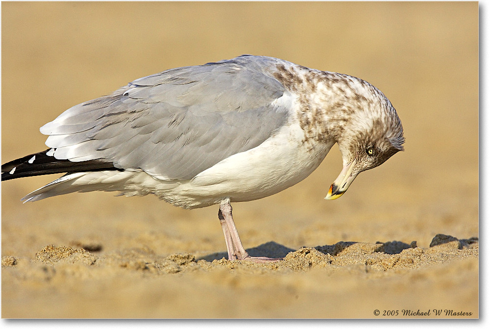 HerringGull_Assateague-wll_2005Oct_Y2F5472 copy