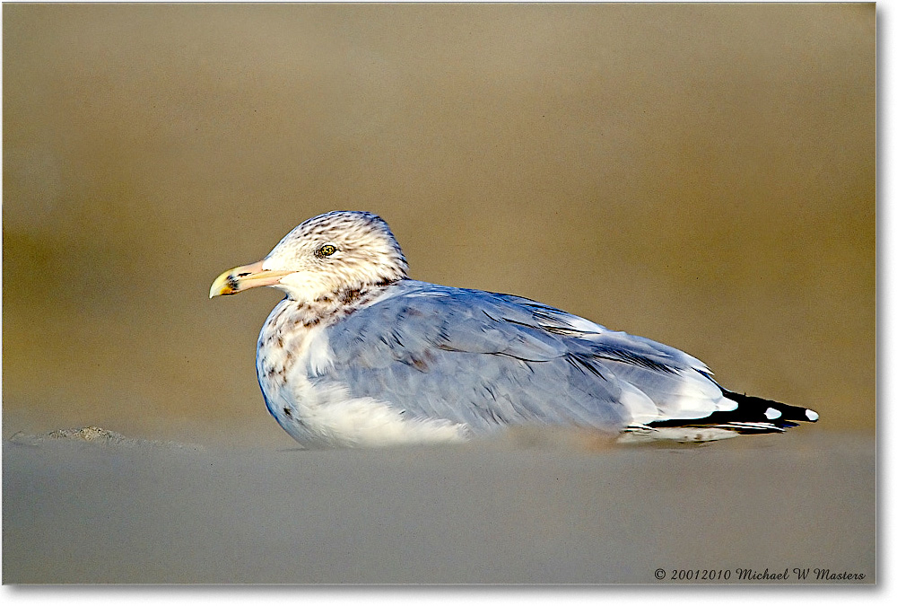 HerringGull_Assateague_2001Oct_003-28H-V80 copy