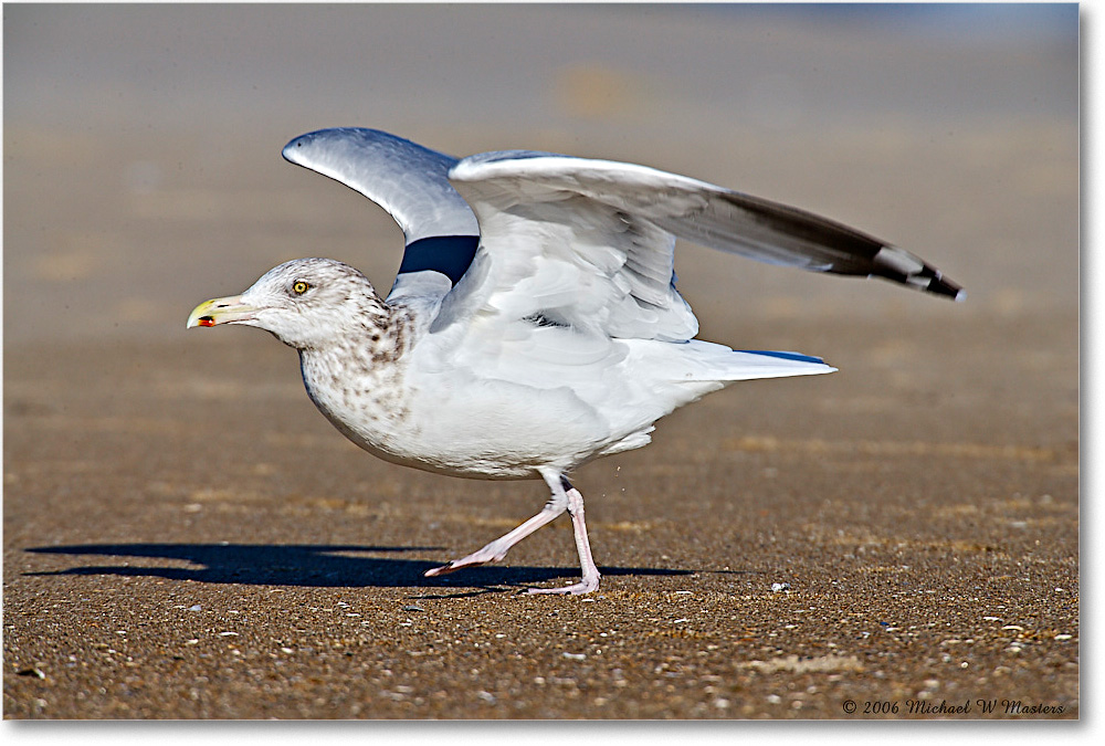 HerringGull_Assateague_2006Nov_E0K8322 copy