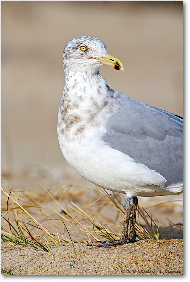 HerringGull_Assateague_2006Nov_E0K9529 copy