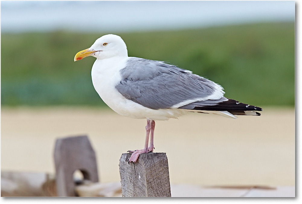 HerringGull_ChincoNWR_2015June_2DXA6684 copy