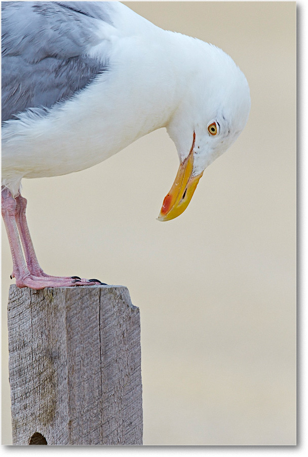 HerringGull_ChincoNWR_2015June_2DXA6725 copy