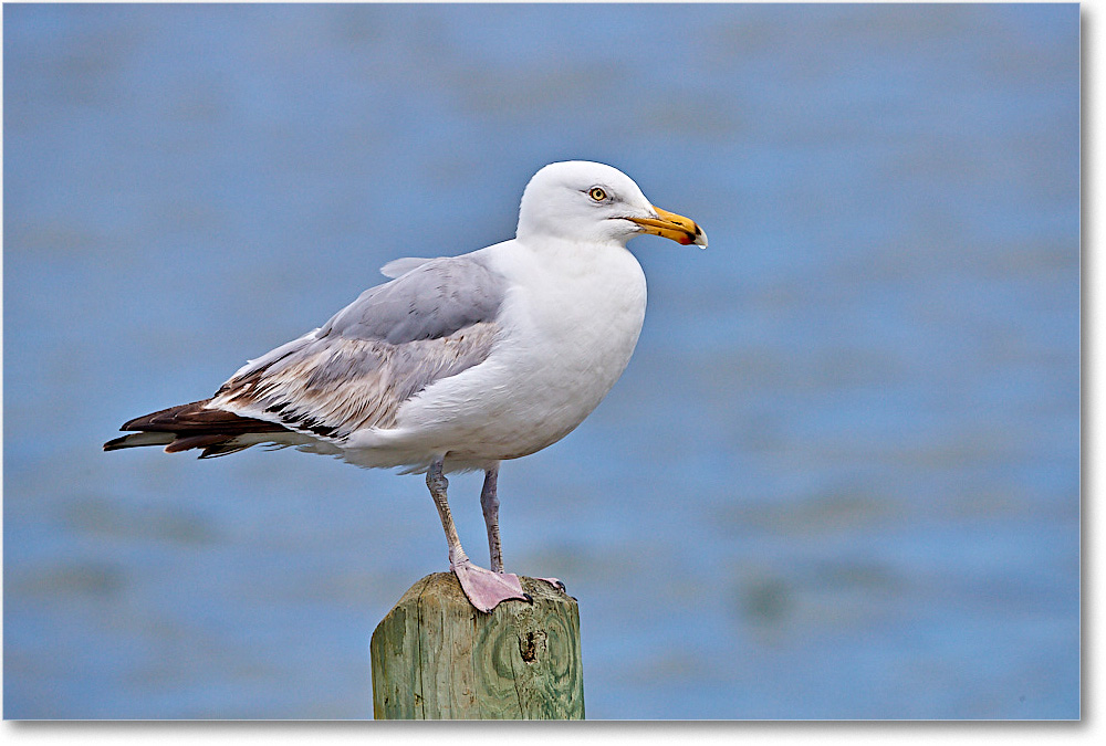 HerringGull_ChincoNWR_2017Jun_4DXA8190 copy