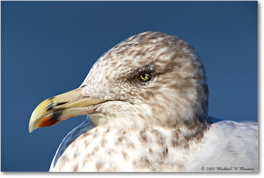 HerringGull_Chincoteague-wll_2005Oct_E0K4291 copy