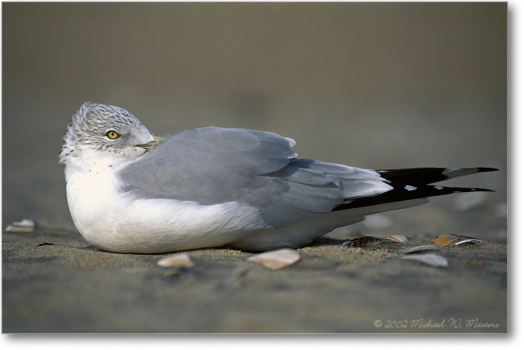 Ring-Bill-Gull-001-14H-02-11-v2