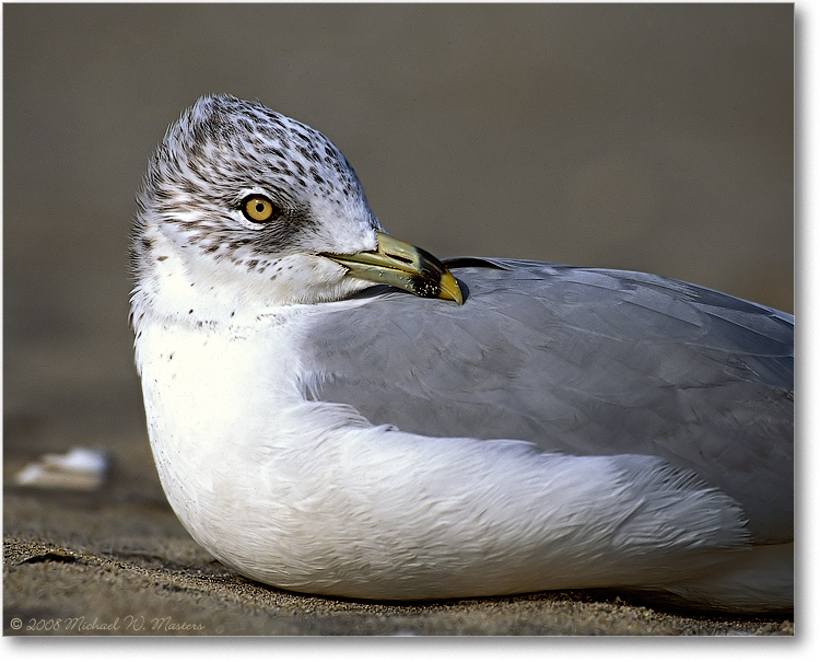 Ring-Bill-Gull-003-31H-02-11-eos3-700-V1-AE-5