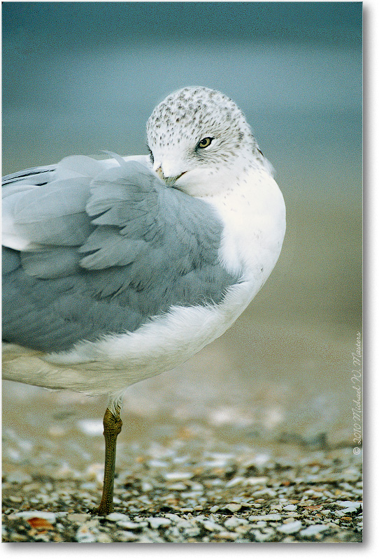 RingBillGull_Assateague_2002Nov_011-36V-P2