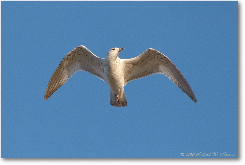 RingBillGull_ChincoNWR_2010Nov_D4A1332