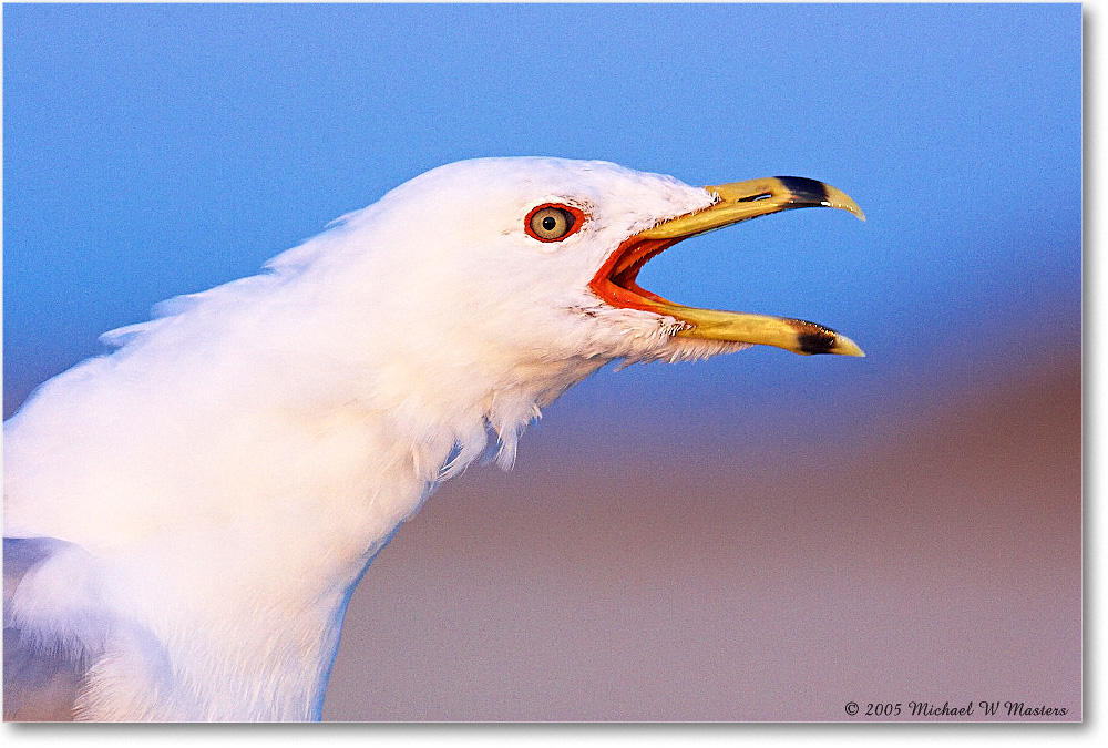 RingbillGull_AssateagueR_2005Mar_Y2F3411 copy