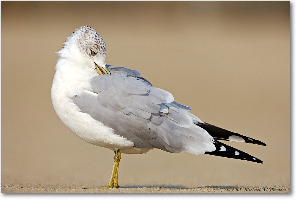 RingbillGull_Assateague_2005Oct_E0K4839 copy