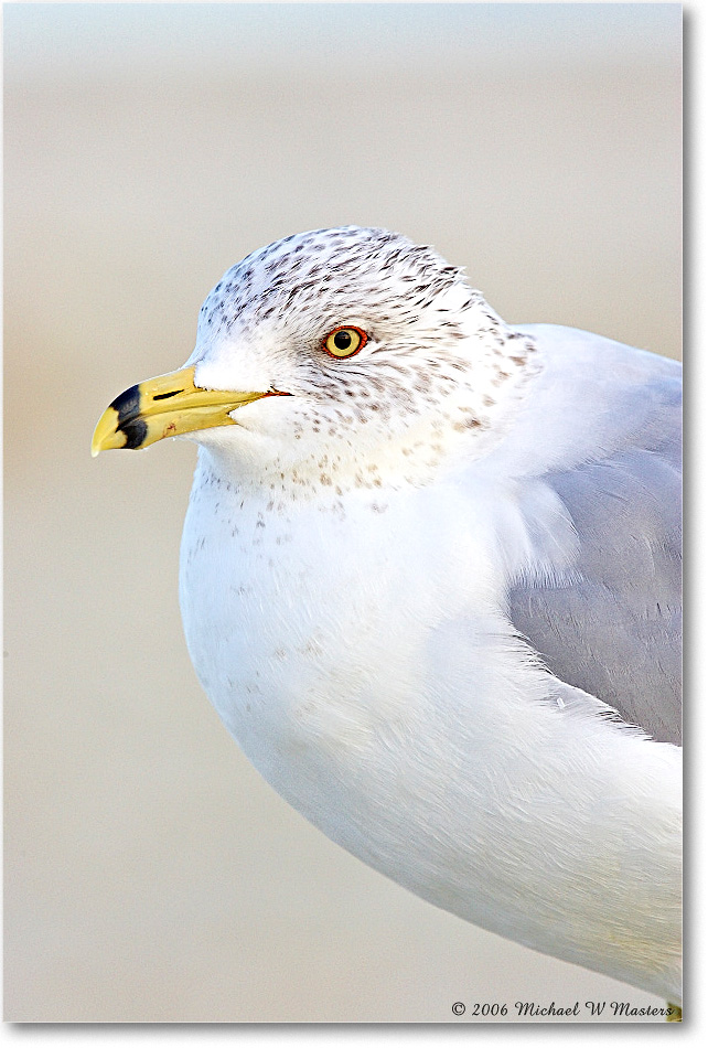 RingbillGull_Assateague_2006Mar_Y2F7904 copy