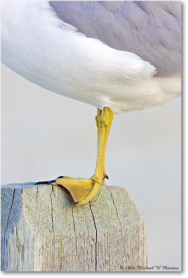 RingbillGull_Assateague_2006Mar_Y2F7910 copy