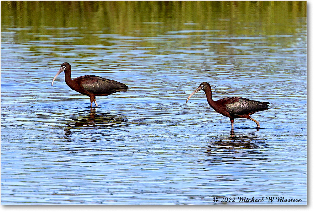 GlossyIbis_ChincoNWR_2022Jun_R5A08977 copy